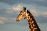 Afrika-Weisheiten-Otjiwa-Safari-Lodge-Giraffe